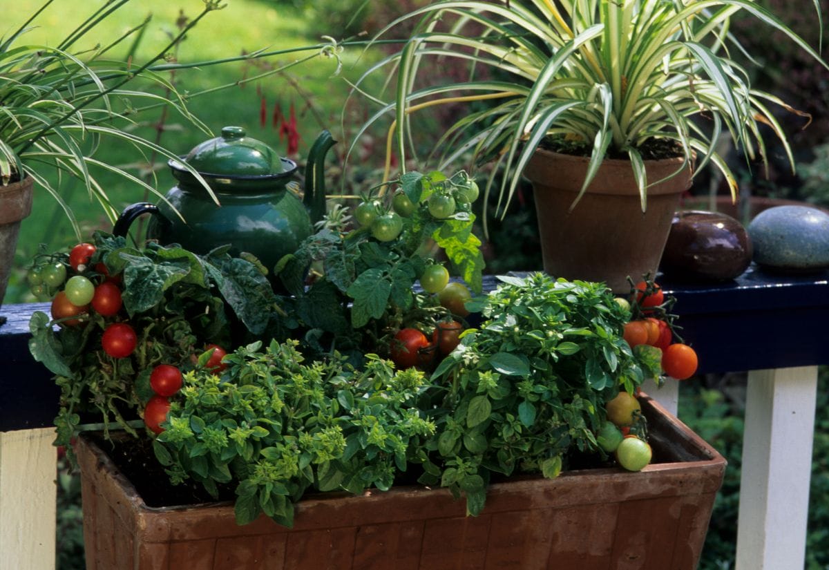 A window box filled with cherry tomatoes, basil, and oregano, perfect for small-space gardening.