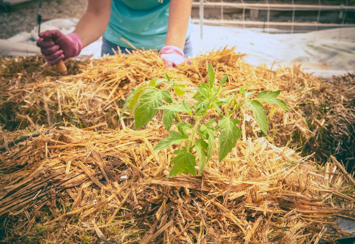 A tomato plant growing in a conditioned straw bale, an innovative gardening solution for poor soil or limited space.