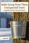 A metal bucket hanging from a tree for collecting sap, showcasing an unexpected way to make syrup at home.