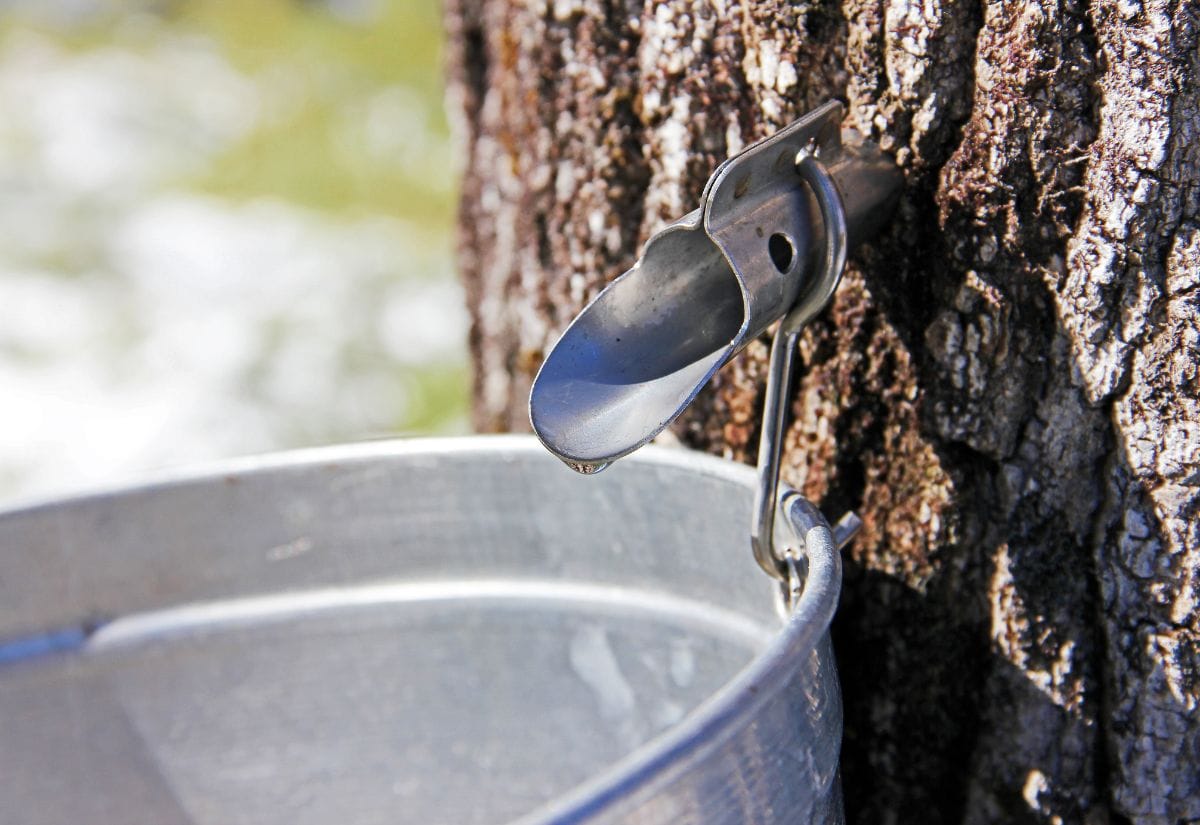 Metal spile and collection bucket attached to a tree for sap harvesting.