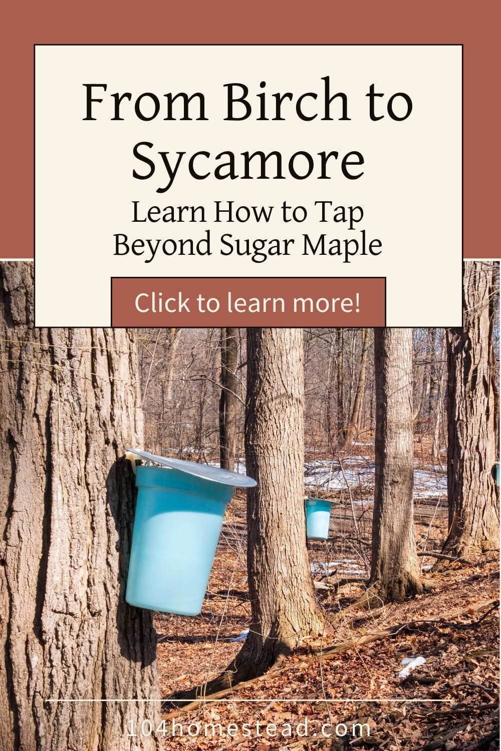 Blue buckets collecting sap from birch trees in a forest, illustrating how to tap trees for syrup beyond maples.