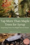 A birch tree in fall colors and a syrup evaporator in the background, showing the process of making syrup from unexpected trees.