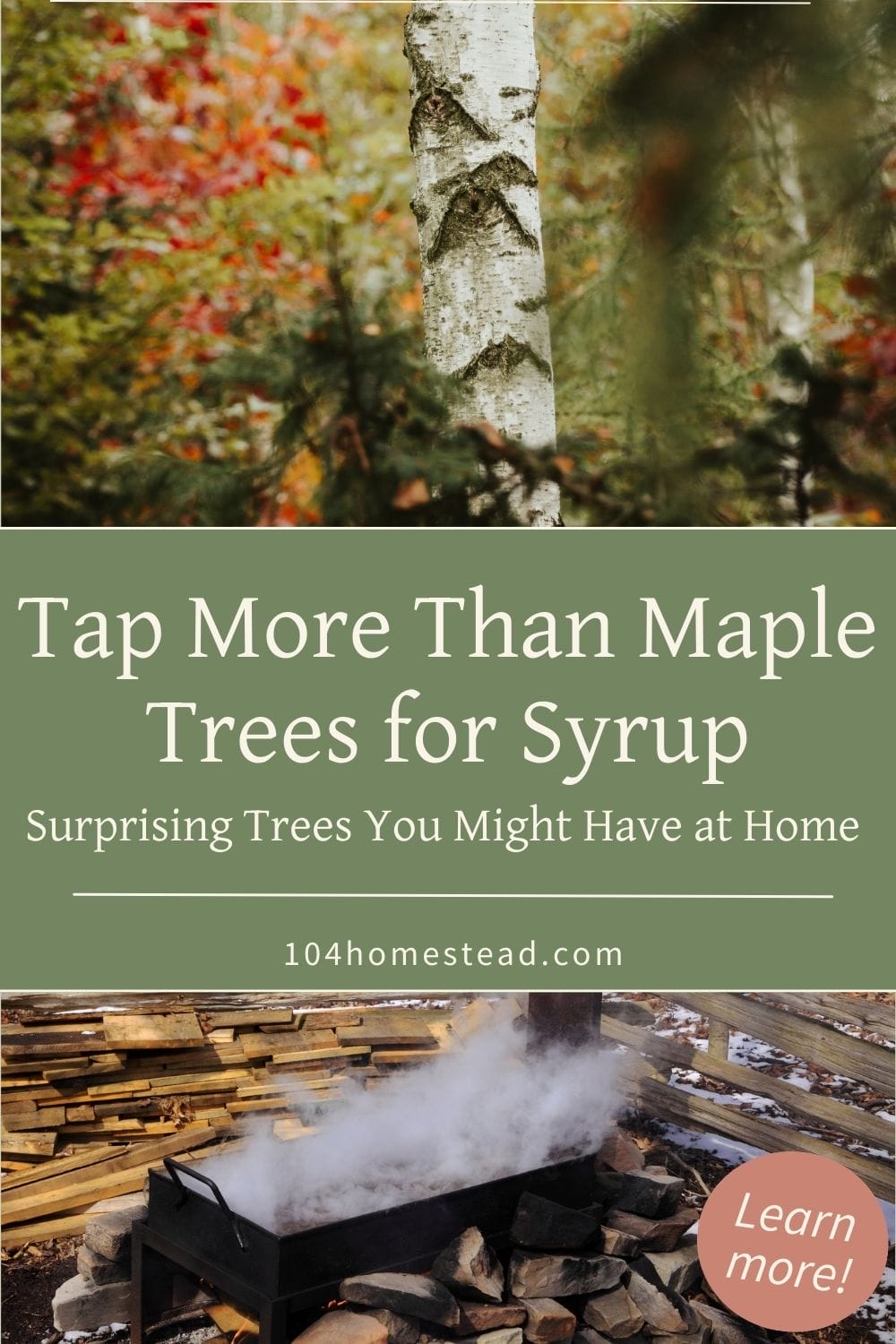 A birch tree in fall colors and a syrup evaporator in the background, showing the process of making syrup from unexpected trees.