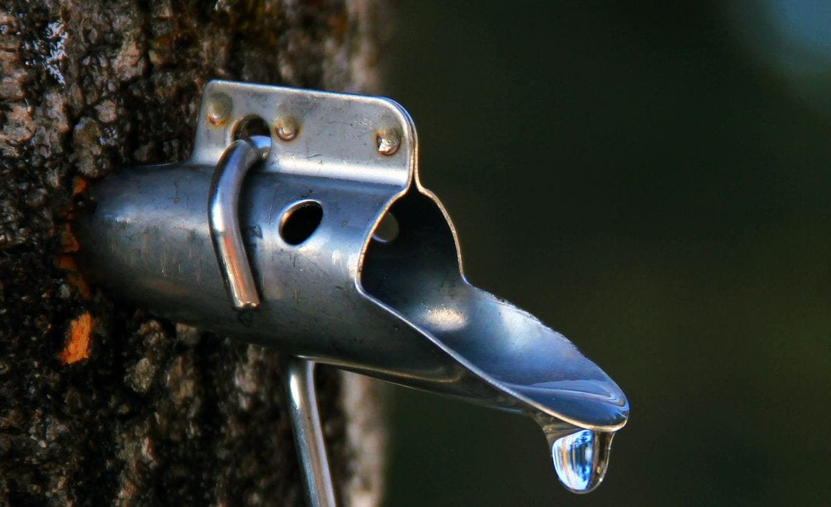 Close-up of a metal spile inserted into a tree with sap dripping from the tap.