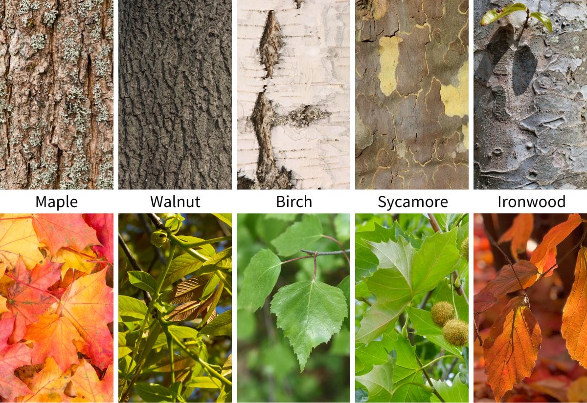 Comparison of bark and leaves from maple, walnut, birch, sycamore, and ironwood trees.