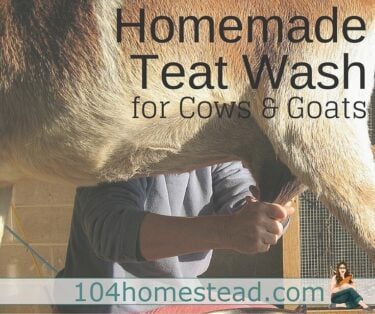 Try this homemade udder and teat wash for goats and cows. It contains no harsh ingredients like bleach, but still does the tough job of commercial cleaners.
