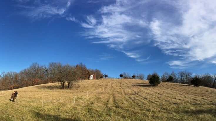 Teri lives on 10 acres in Missouri with her family of four. She is the writer of Homestead Honey and today she is sharing her homesteading journey with us.