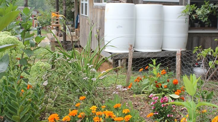 Teri lives on 10 acres in Missouri with her family of four. She is the writer of Homestead Honey and today she is sharing her homesteading journey with us.