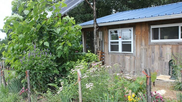 Teri lives on 10 acres in Missouri with her family of four. She is the writer of Homestead Honey and today she is sharing her homesteading journey with us.