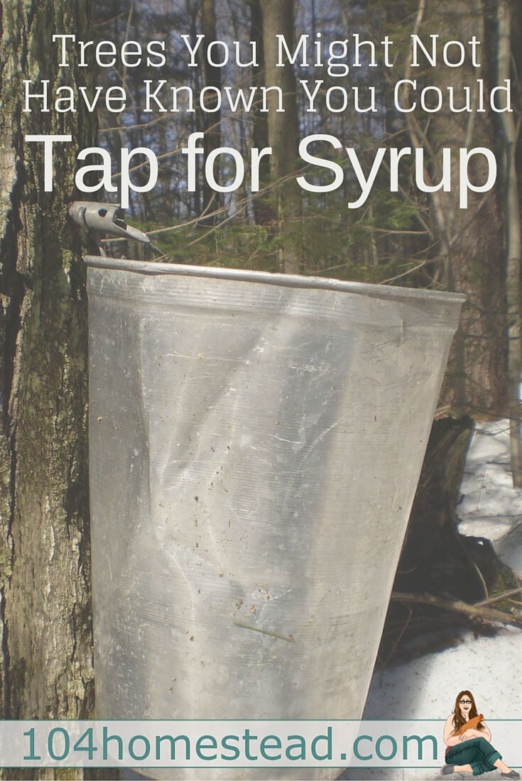You can tap many types of trees for syrup. The list is quite long and includes all varieties of maples as well as walnuts, birches, sycamores and ironwoods.