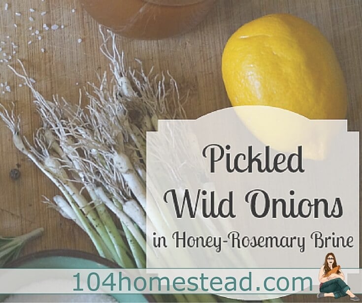 Pickled Wild Onions in Honey-Rosemary Brine