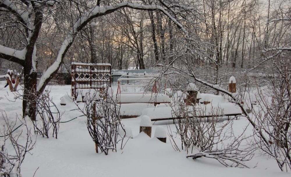 A snow-covered garden in the backyard.