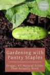 A fresh cucumber growing on rich garden soil with healthy green leaves.