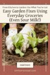 Gloved hands planting a lettuce seedling into rich garden soil.