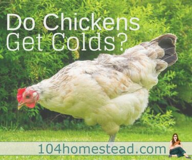 I am often asked by readers and local chicken keepers if chickens get colds. That is a great question and one I found myself wondering when I first began keeping chickens.