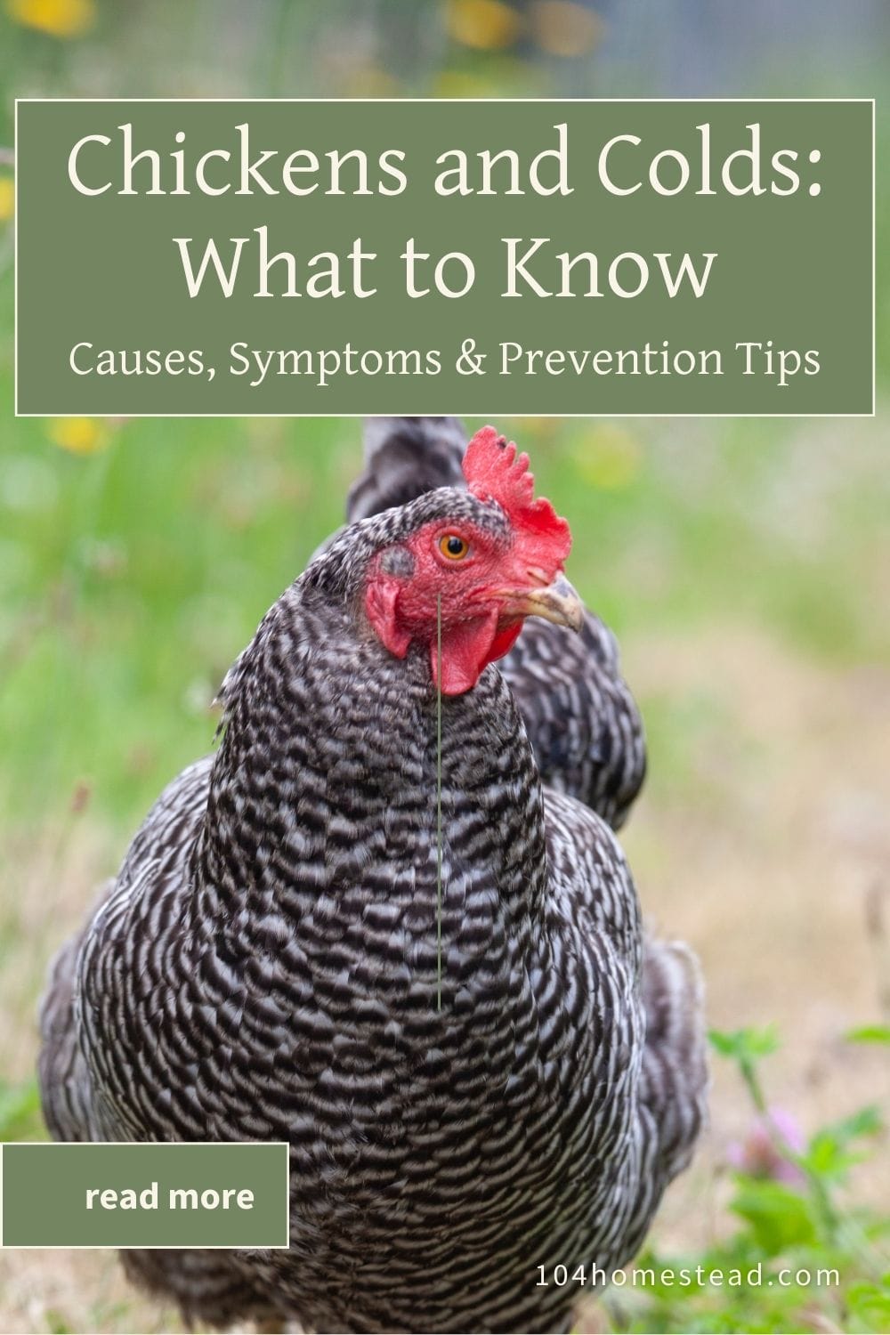 A barred rock chicken standing in a grassy area, with text overlay about understanding chicken colds and prevention tips.