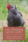 Close-up of a barred rock chicken in a field, highlighting a guide to chicken respiratory health and illness prevention.