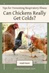 A group of chickens, including brown and black hens, gathered in a backyard coop, with text discussing chicken respiratory illness prevention.