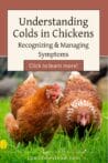 Two brown hens grazing in green grass, with text overlay about managing colds in chickens and recognizing symptoms.