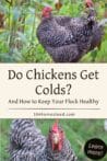 Two barred rock chickens surrounded by green plants, with text overlay asking if chickens can catch colds and how to keep them healthy.