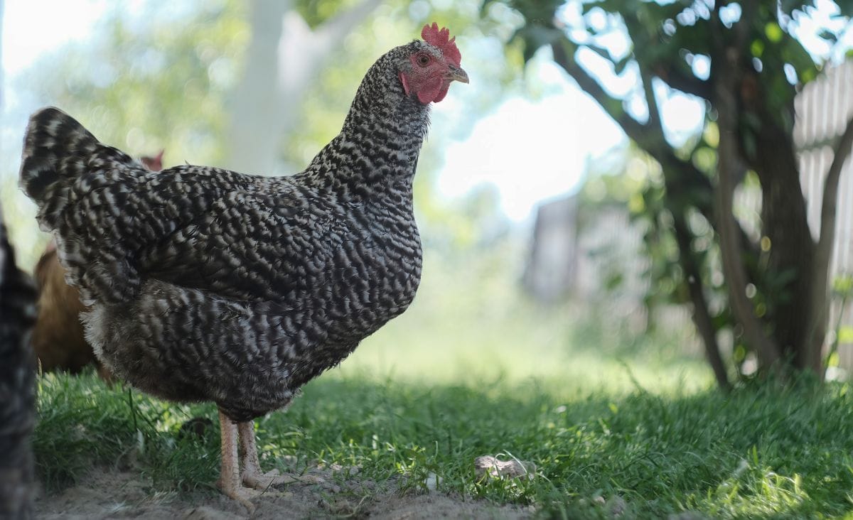 A close-up of a barred rock chicken in a shaded grassy area.