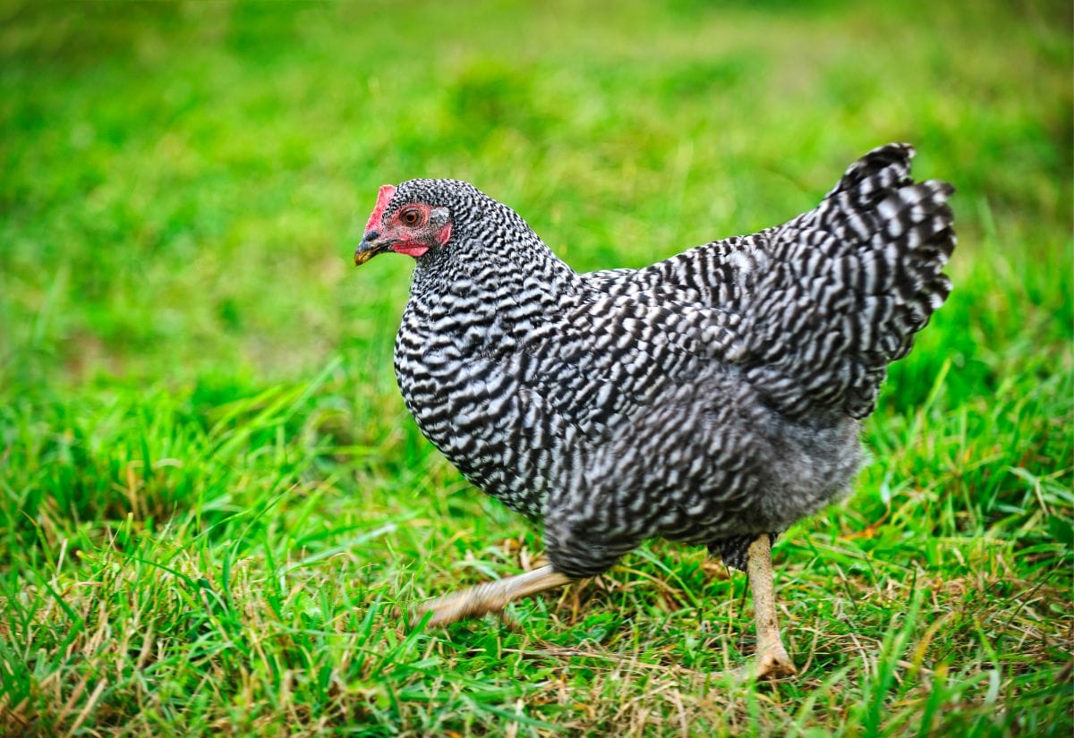 A Barred Rock chicken walking across a lush green pasture.