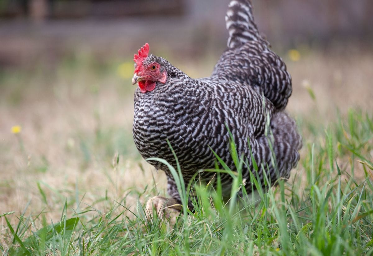 A Barred Rock chicken foraging in a grassy area during daylight.