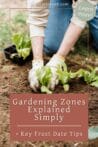 Hands planting lettuce seedlings in the soil, showcasing tips for matching gardening zones with frost dates.