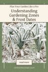 A frosty garden scene with snow-covered leeks, emphasizing the need to plan gardening according to frost dates.