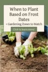 Hands planting lettuce seedlings in a garden bed, emphasizing planning based on frost dates and zones.