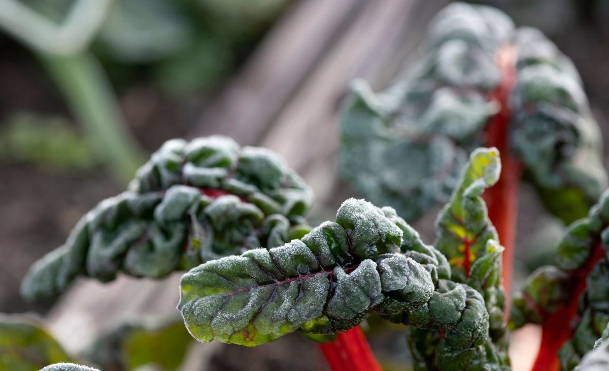 Close-up of Swiss chard leaves coated with frost in a garden.