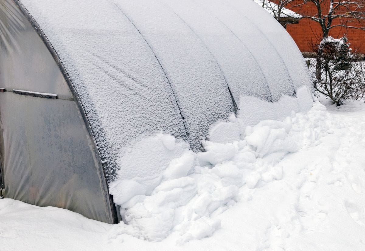 A snow-covered polytunnel greenhouse in a winter garden.