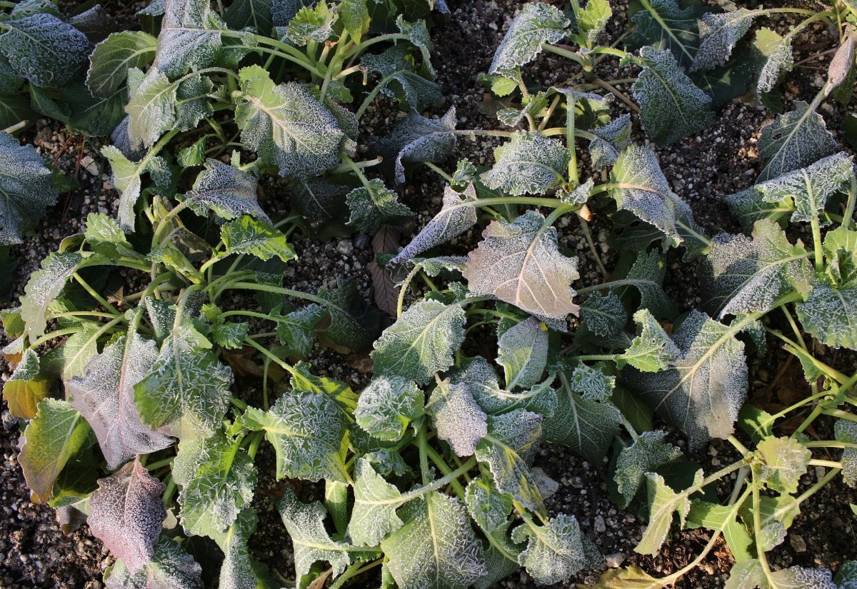 Frost-damaged leafy greens in a vegetable garden.