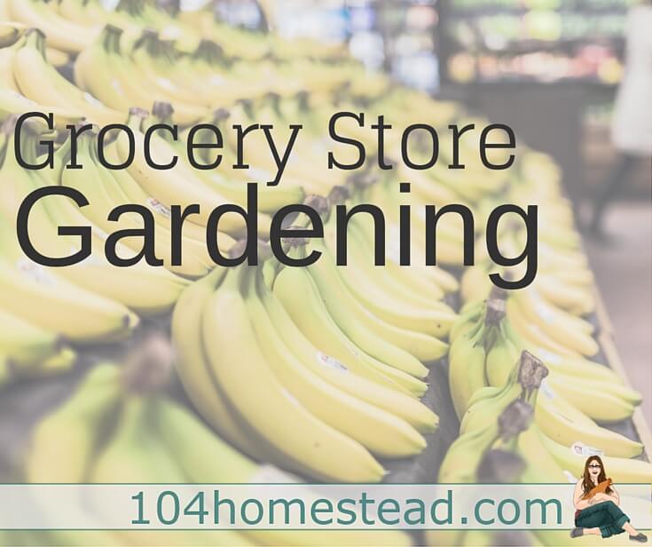 Grocery Gardening for Healthier Plants