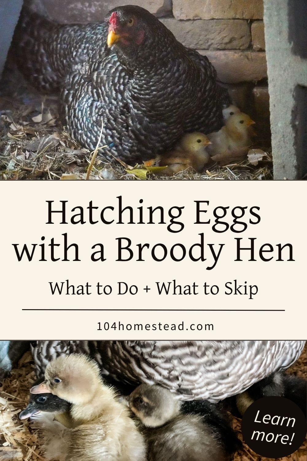 Barred Plymouth Rock hen sitting on a nest with newly hatched yellow chicks tucked under her, overlaid with text reading “Hatching Eggs with a Broody Hen What to Do + What to Skip” and 104homestead.com branding.