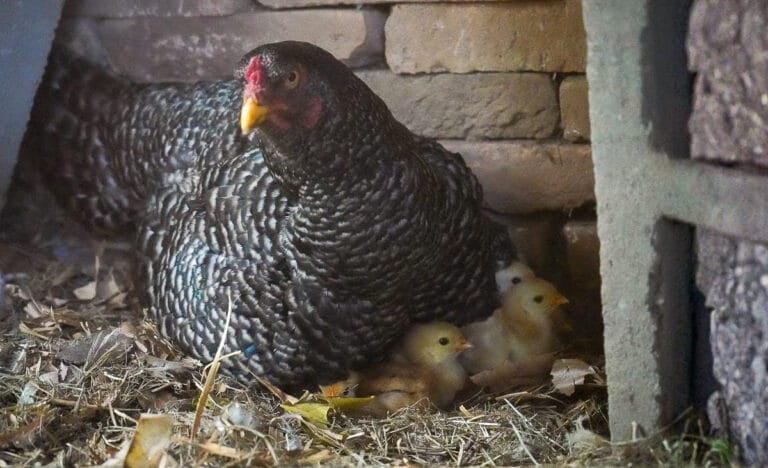 Barred Plymouth Rock hen sitting in a nesting box with several newly hatched yellow chicks peeking out from under her feathers, surrounded by straw bedding and a rustic wooden coop wall.