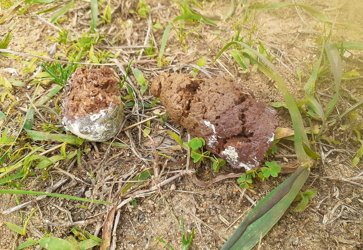 Large, firm broody hen droppings on sandy ground with bits of white urates visible, showing the typical size and texture of broody poop compared to normal chicken droppings.