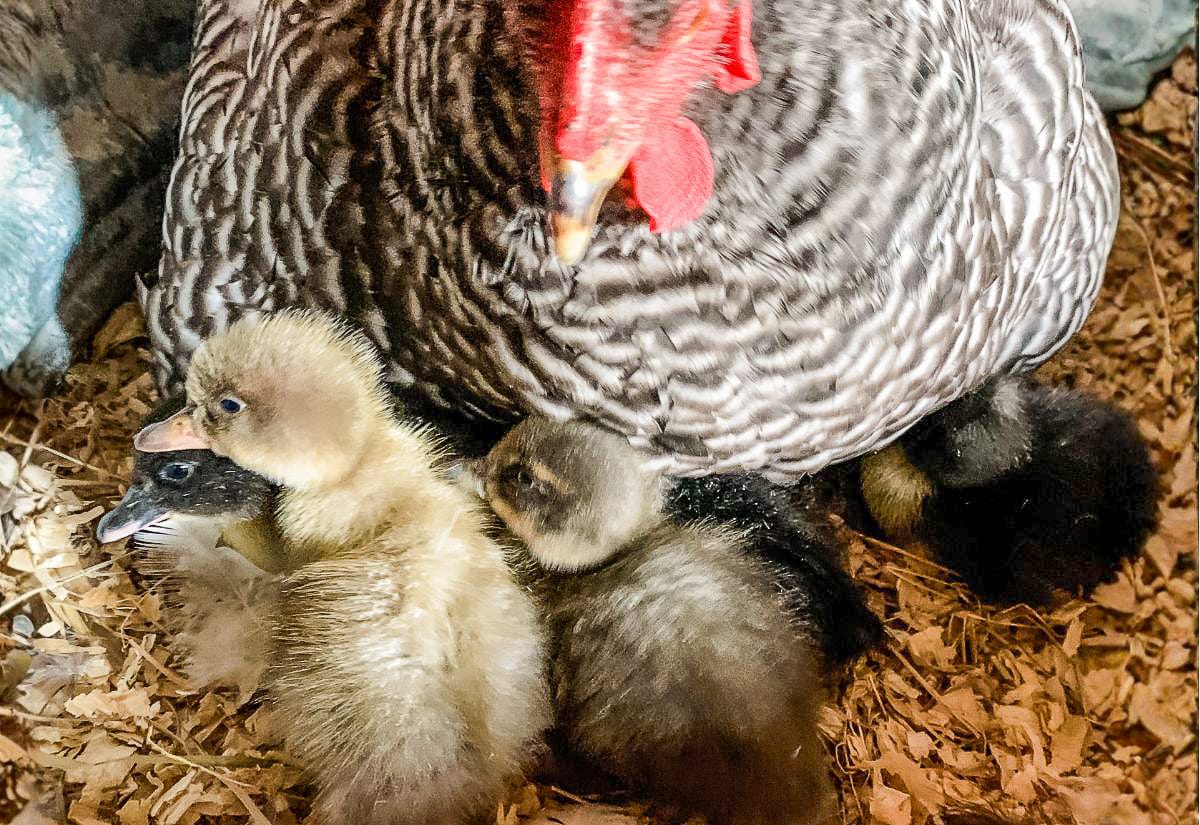 Barred Plymouth Rock hen standing over a small group of ducklings in a coop, including yellow and darker ducklings gathered close to her on wood shavings, showing a chicken raising duck babies.