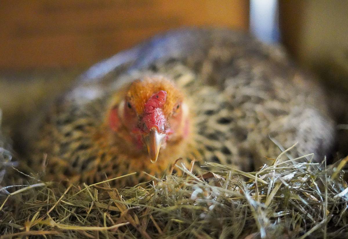 Close-up of a broody hen sitting low and alert on a straw nest, facing forward with a protective posture, showing typical broody behavior while incubating eggs.