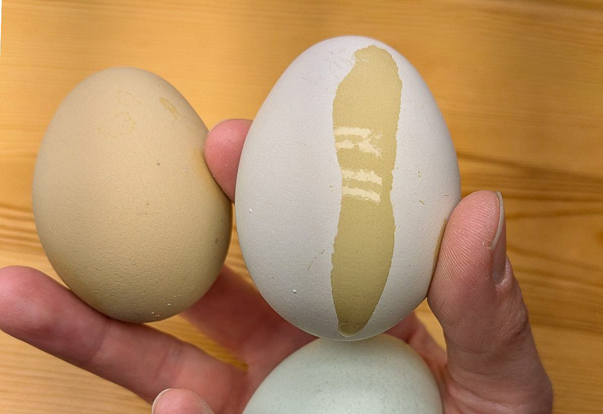 Three chicken eggs held in hand, showing the protective bloom.