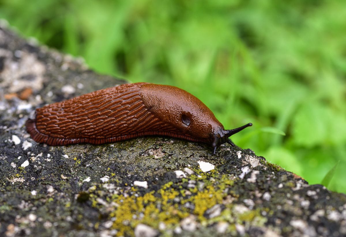 A brown slug crawling along a mossy garden path.