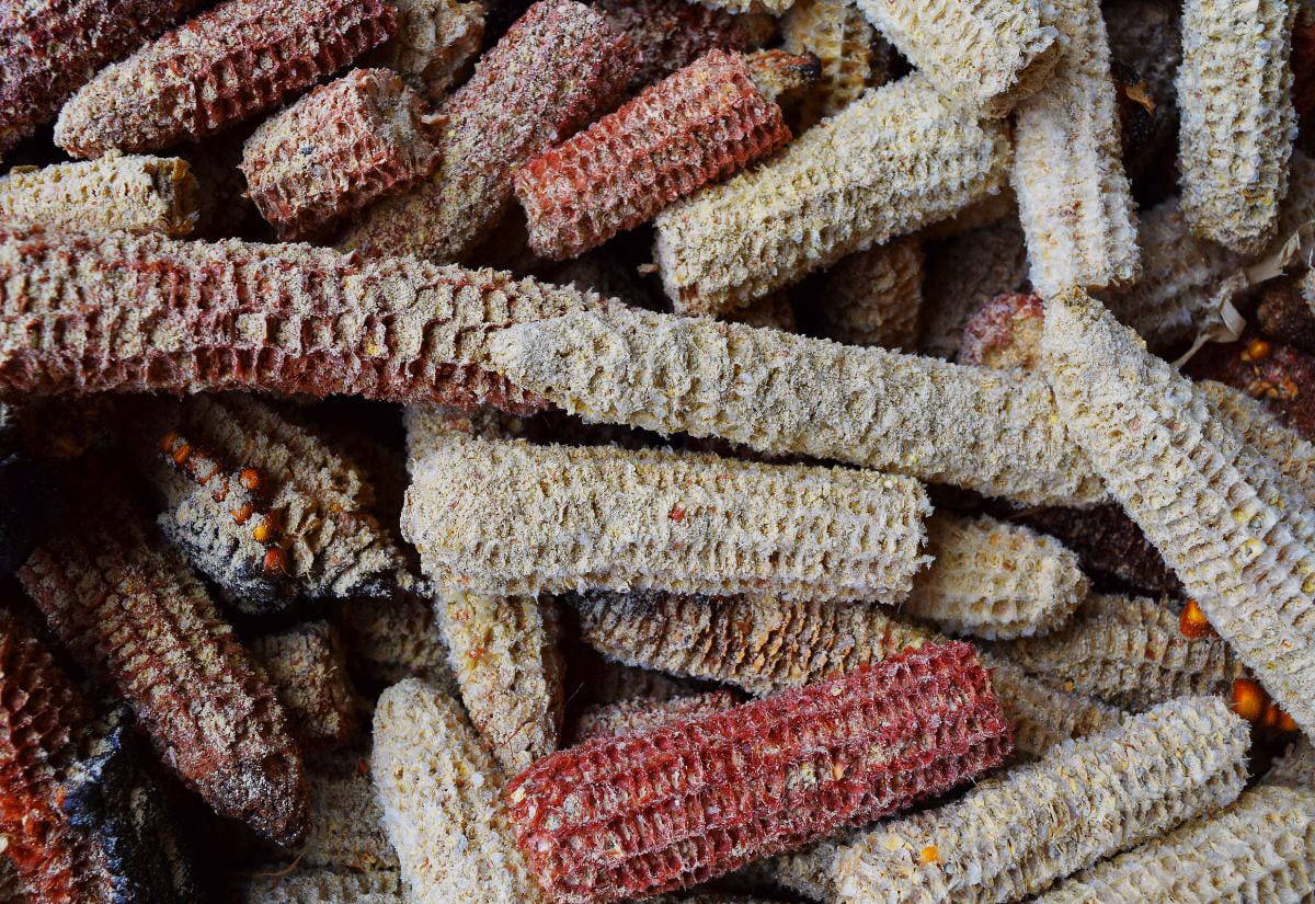 A pile of dried corn cobs in varying shades of red and tan.