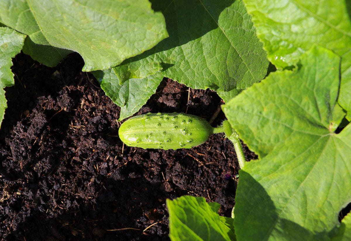 A young cucumber growing among green leaves in rich garden soil.