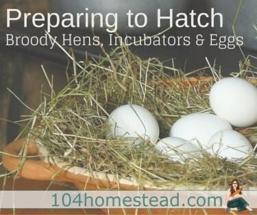 Covering everything from choosing an incubator or broody, what's going on in the egg, tricks to make things run smoothly, hatch day and then caring for your new fluffy friends.