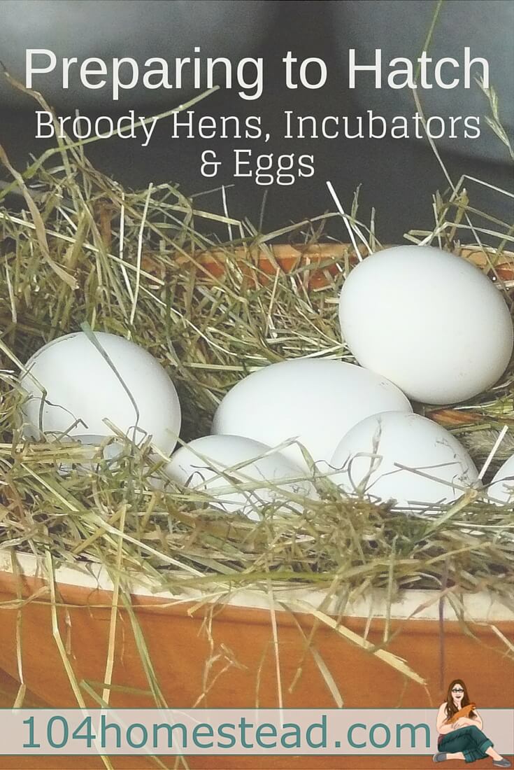 Covering everything from choosing an incubator or broody, what's going on in the egg, tricks to make things run smoothly, hatch day and then caring for your new fluffy friends.