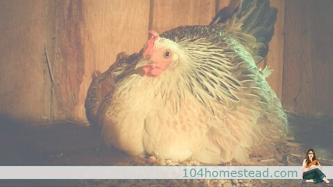 How to Prepare to Hatch: Broody Hens, Incubators & Eggs