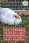 White started pullet resting in the grass near a wire enclosure, looking calm and relaxed.