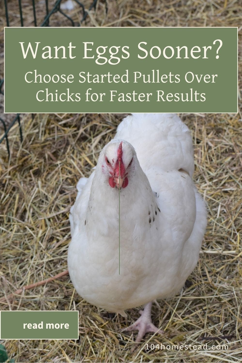 White pullet with a red comb standing on straw bedding, looking up at the camera with curiosity.