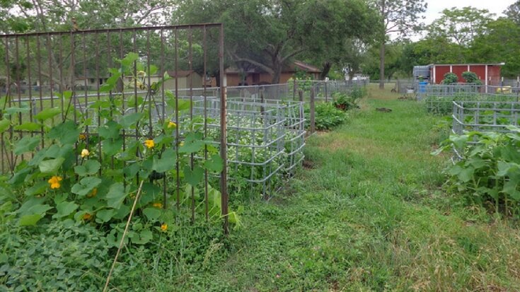 Angi refers to herself and her family as lazy homesteaders. And that is okay. Homesteading doesn't have to be all or nothing.