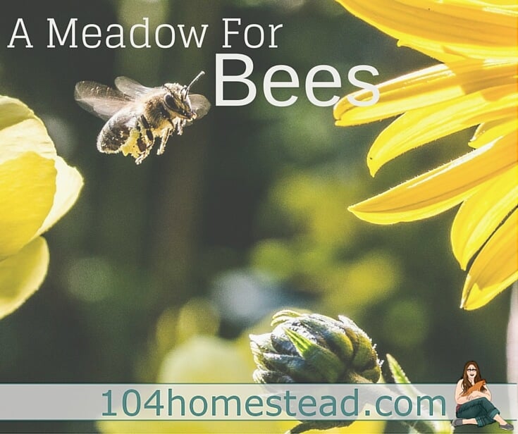 A Meadow of Bee-Friendly Flowers